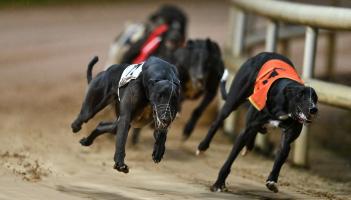 Gone to the dogs: Offaly pup shows promise in sprint win