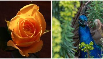 PICTURES: The eye-catching photos that won Tullamore Camera Club's monthly competition