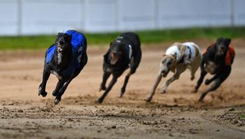 Gone to the dogs: Nine Offaly winners as &euro;80k goes to Bouncing Monarch