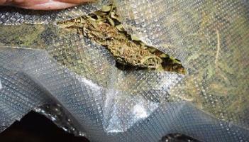 Portarlington man dropped to his knees after being found with €76k of cannabis