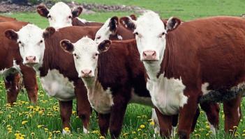 Lowry voices strong opposition to Mercosur deal