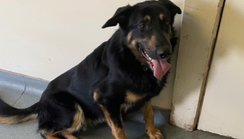 Offaly dog shelter cared for 195 dogs in 2025