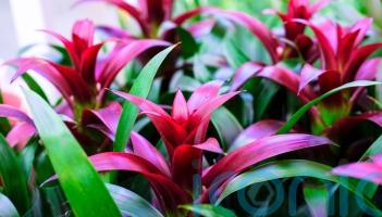 Houseplant trends for autumn