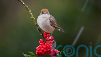 Berries which will make your garden a magnet for birds