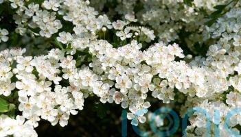 How to make your urban plot feel like the countryside