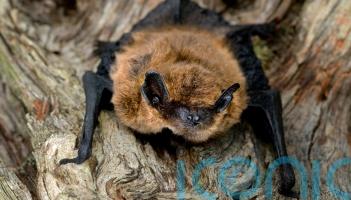 How to attract bats into your garden