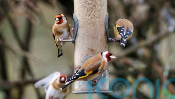 How safe is your bird feeder?