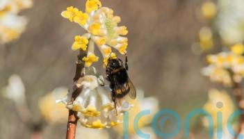 How to create the most fragrant winter garden in a small space