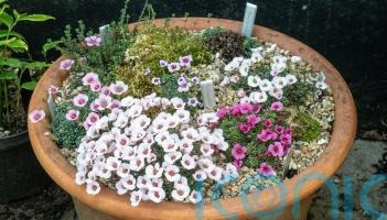 How to create the perfect alpine container