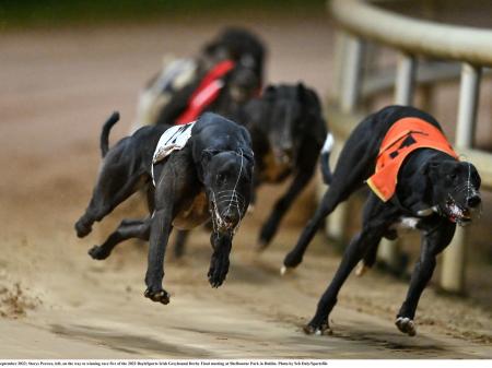 Gone to the dogs: Offaly pup shows promise in sprint win