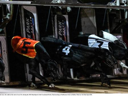 Gone to the dogs: Epic racing for Offaly greyhounds
