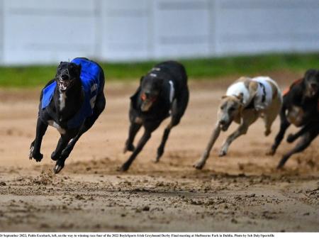 Gone to the dogs: Nine Offaly winners as &euro;80k goes to Bouncing Monarch