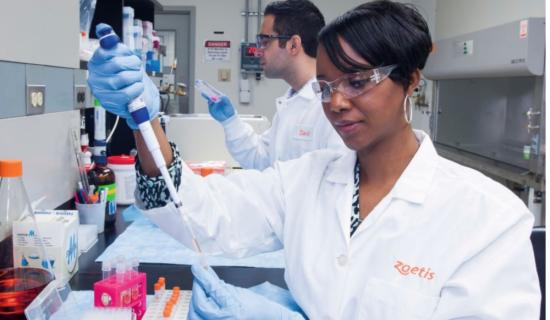 JOBS ALERT: Succeed at Zoetis &ndash; For animals, for health, for you