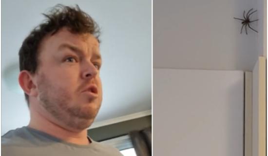 WATCH: Offaly man's hilarious reaction to 'jaysus huge spider' in kitchen