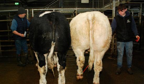 PICTURES: Camera at the mart - Offaly and Tipp farmers pack Central Auctions sale