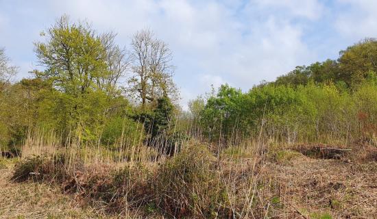 Proposal to restore six Fens in Offaly