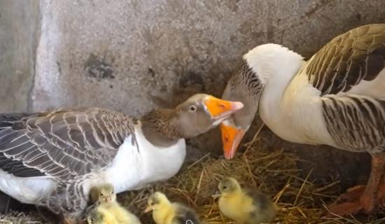 banagher farmer's geese