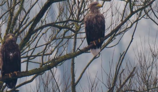 white tailed eagles little brosna callows