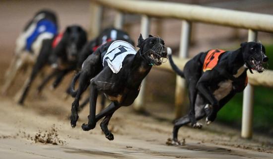 Gone to the dogs: Five Offaly winners