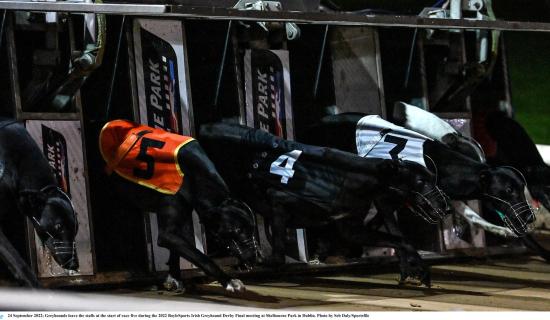 Gone to the dogs: Six Offaly winners as Easter Cup goes to Cork