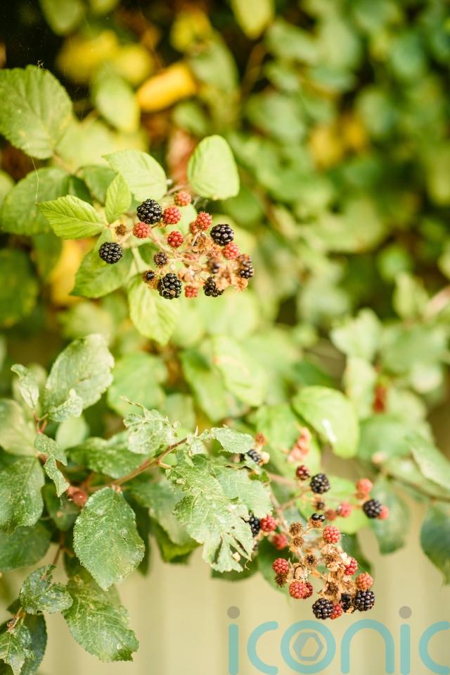 Why have the birds disappeared from my garden? Offaly Live