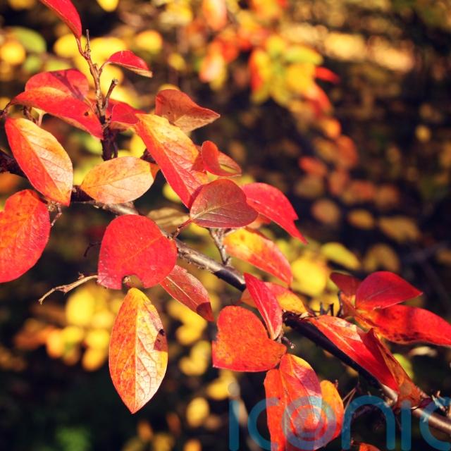 The best plants for dazzling leaf colour in autumn Offaly Live