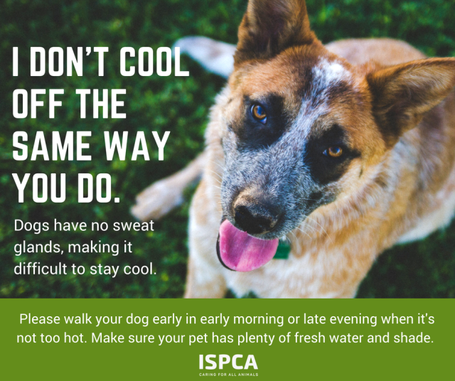 Should You Take A Dog For A Walk In Hot Weather