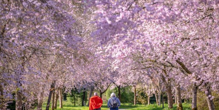 Birr Castle Demesne cherry blossoms