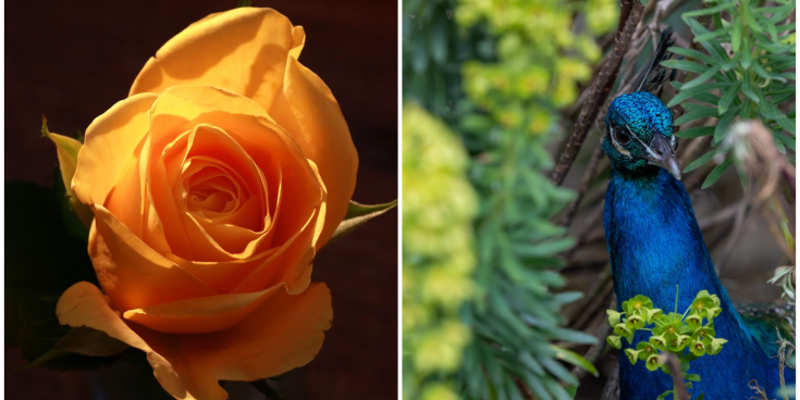 PICTURES: The eye-catching photos that won Tullamore Camera Club's monthly competition