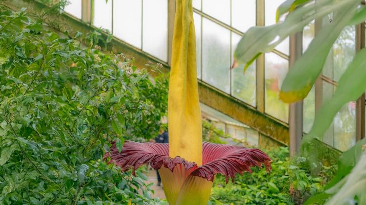 Tipperary man takes up new role in Scottish botanic garden