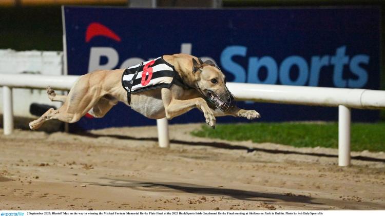 Gone to the dogs: Eight winners in magnificent week for Offaly greyhounds