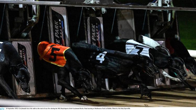 Gone to the dogs: Six Offaly winners as Easter Cup goes to Cork