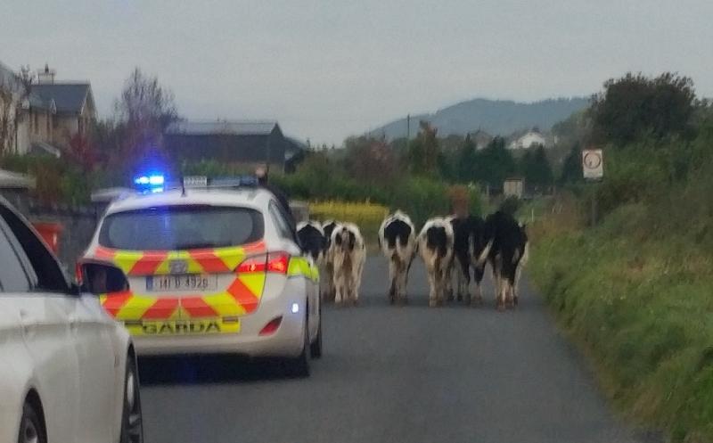 REPORTS: Cows loose on busy Offaly road