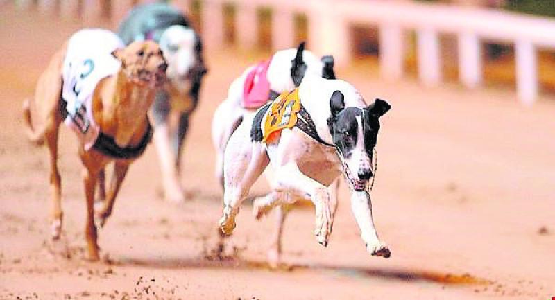 Offaly greyhounds through to next round in Irish Derby bid