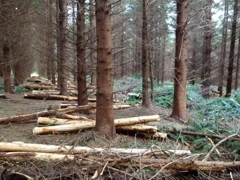 Jobs boost for Offaly as timber company relocates 