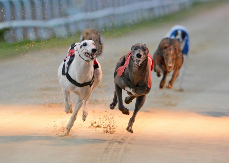 Offaly&rsquo;s top dogs march on towards Irish Derby bid