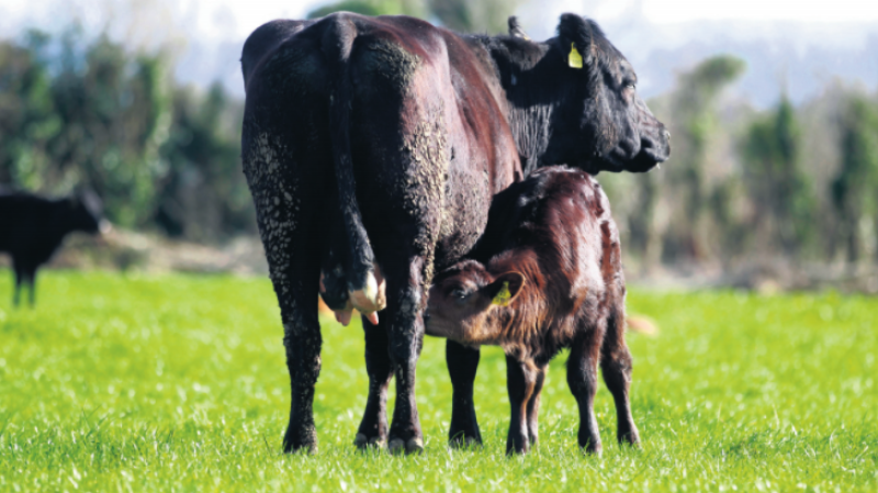 Irish Farmers Journal reveal plans for their massive demo farm in Tullamore 