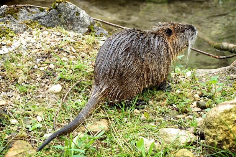 Public warned as 'world's largest rodent' spotted in Ireland