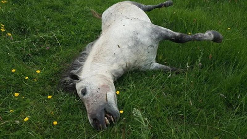 SHOCKING! Anger expressed as horse found dead in Tullamore