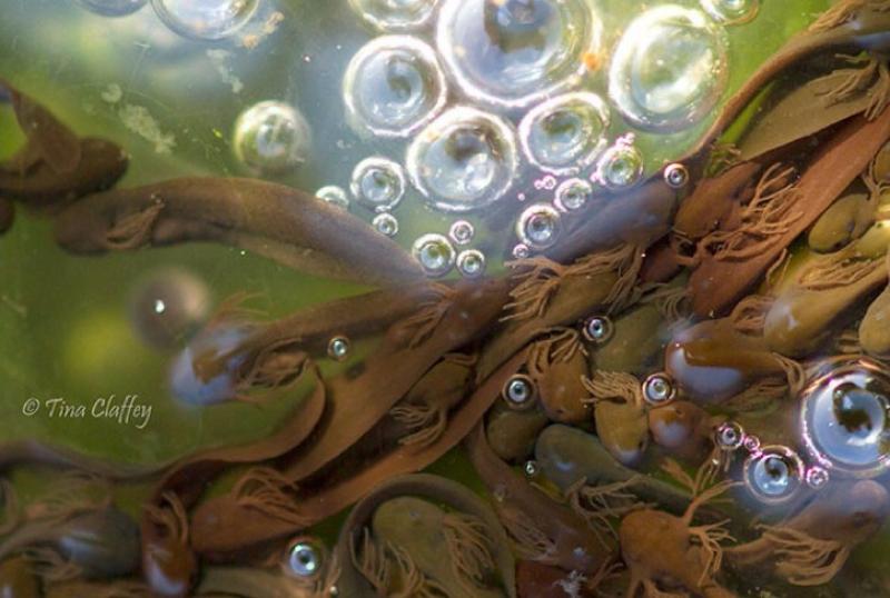 Offaly photographer to exhibit stunning new collection 