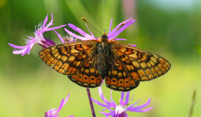 The Marsh Fritillary Butterfly 