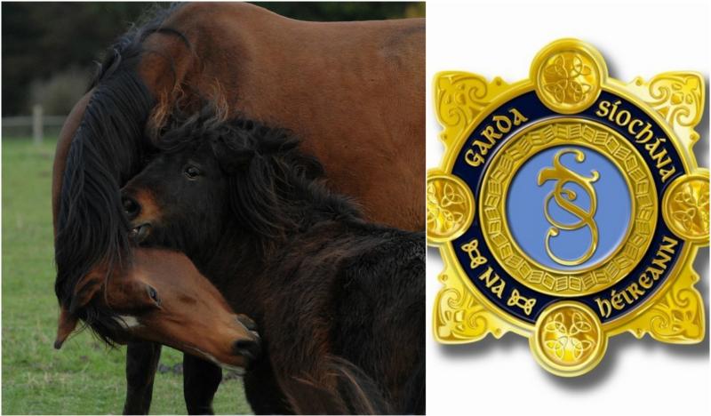 Shock in Offaly as three horses shot dead