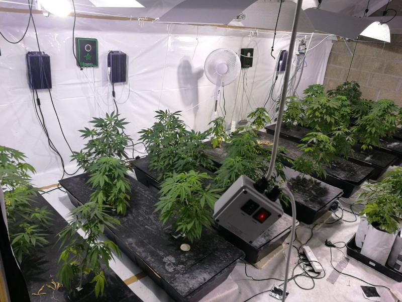 BREAKING: Huge cannabis grow house discovered in Offaly