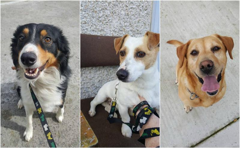 Appeal for 'forever homes' as Offaly Dog Shelter reaches capacity 