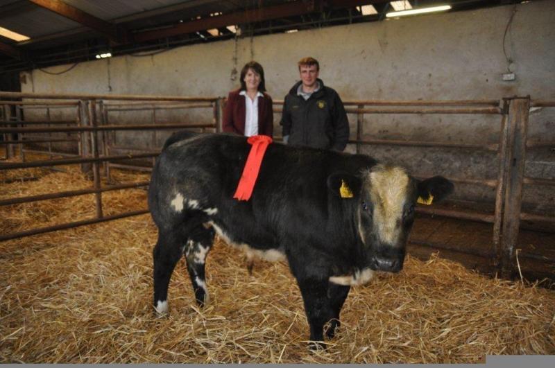 1st prize for Belgian Blue at Tullamore Mart