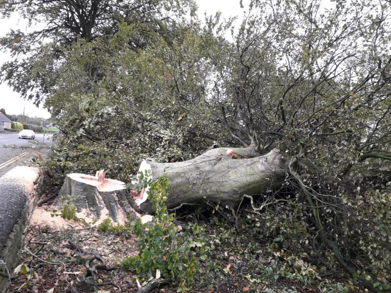 Historic Offaly trees to be examined after extensive storm damage