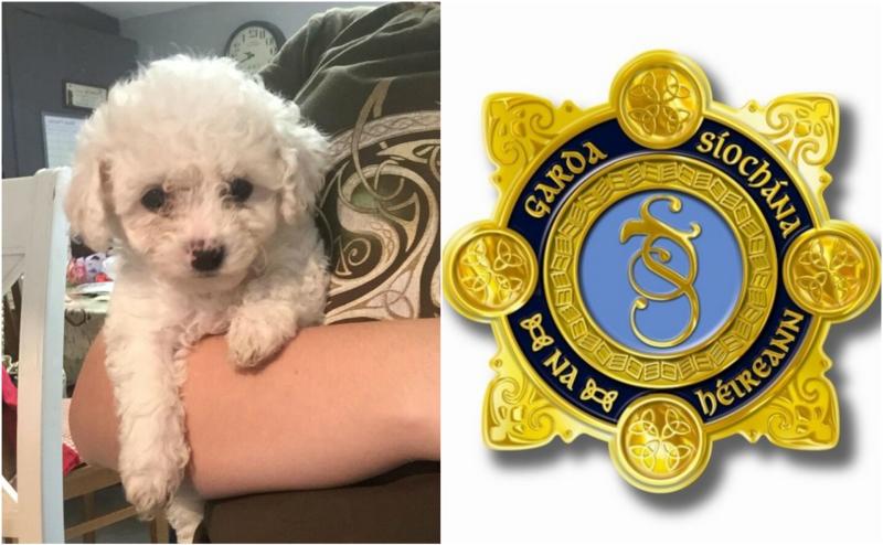 Garda&iacute; investigate theft of expensive dogs from Offaly family 