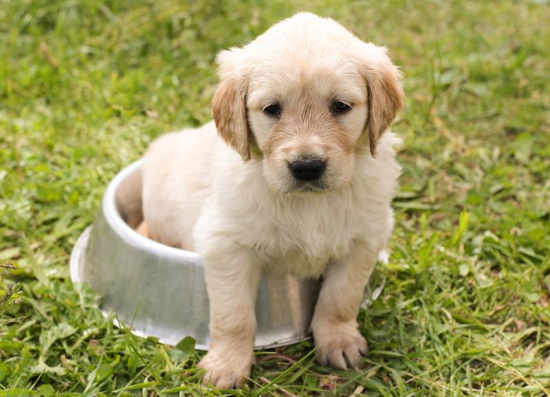 Top tips for keeping your pets safe this Halloween