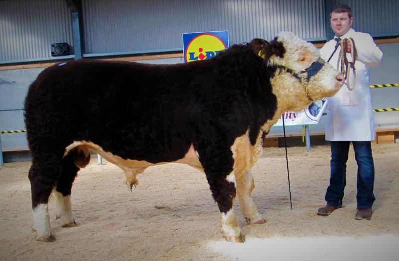 Hereford breeder and friend of the Molloy family, Hugh P. Murray showing Mick’s 'Moyclare Phoenix' at the event. Sold for €6,600