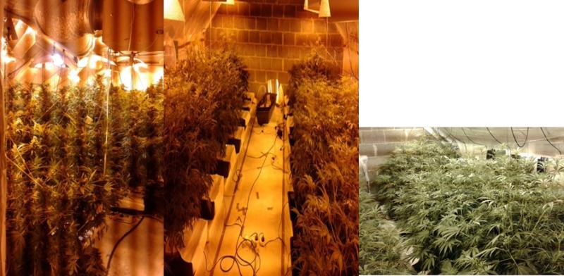 Longford cannabis seizure